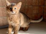 Uber Somali - Abyssinian Cat For Sale - Norwalk, CT, US