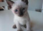 Siamese Seal Point - Siamese Cat For Sale - Dunn, NC, US