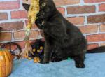 Fred - Exotic Cat For Sale - Joplin, MO, US