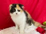 Gigi - Minuet Cat For Sale - Ava, MO, US