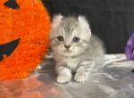 Willow - American Curl Cat For Sale - Ava, MO, US