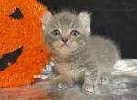 Binx - American Curl Cat For Sale - Ava, MO, US