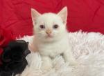 Jasper - Munchkin Cat For Sale - Ava, MO, US