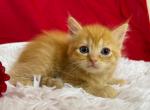 Flame - Munchkin Cat For Sale - Ava, MO, US