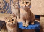 Kelly 4 - British Shorthair Cat For Sale - NY, US