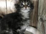 Baby Face Alba Reserved by Farrah - Maine Coon Cat For Sale - Chipley, FL, US