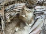 Leo Kitten Reserved - Birman Cat For Sale - Mount Vernon, WA, US