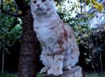 Avicii - Maine Coon Cat For Sale - Los Angeles, CA, US