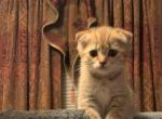 Den - Scottish Fold Cat For Sale - Philadelphia, PA, US