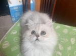 Dasha - Persian Cat For Sale - Williamsburg, VA, US