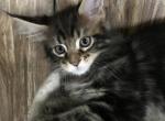 Agat MCO n 22 Reserved - Maine Coon Cat For Sale - Chipley, FL, US