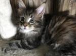 Abby MCO f 22 Reserved - Maine Coon Cat For Sale - Chipley, FL, US