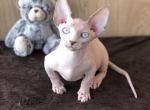 Oliver - Sphynx Cat For Sale - Norwalk, CT, US