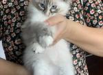 New Litter of Tabby Ragdolls - Ragdoll Cat For Sale - Mount Vernon, WA, US