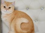 Keks2 - British Shorthair Cat For Sale - NY, US