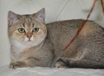 Kelly 2 - British Shorthair Cat For Sale - NY, US