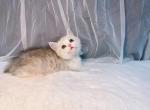 nawa - Munchkin Cat For Sale - Staten Island, NY, US