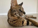 Savannah F1 75 - Savannah Cat For Sale - FL, US