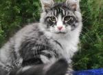 Urmas - Maine Coon Cat For Sale - Norwalk, CT, US