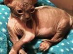 Pixie Sphynx rare CUTE PITTSBURG Cleveland - Sphynx Cat For Sale - New Castle, PA, US