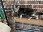 Mable - Bengal Cat For Sale - Macon, MO, US