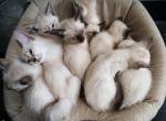Seal & Lynx point - Siamese Cat For Sale - Concord, NH, US