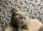 Scottish Fold - Scottish Fold Cat For Sale - Philadelphia, PA, US