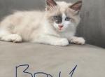 Ice Cream - Ragdoll Cat For Sale - Mount Vernon, WA, US