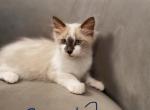 Rice - Ragdoll Cat For Sale - Mount Vernon, WA, US