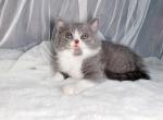 Oreo - Munchkin Cat For Sale - Staten Island, NY, US