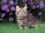 Urban Siberian - Siberian Cat For Sale - Norwalk, CT, US