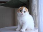 Jeremy - Scottish Fold Cat For Sale - Norwalk, CT, US