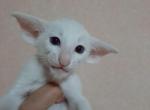 Timi - Oriental Cat For Sale - Norwalk, CT, US