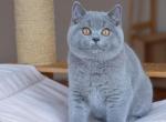 Alisher - British Shorthair Cat For Sale - Miami, FL, US