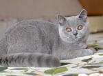 Zarina - British Shorthair Cat For Sale - Norwalk, CT, US