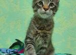 Alberto Maine coon kitten - Maine Coon Cat For Sale - Bayville, NJ, US