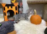 Empire Savannah ZENDAYA - Savannah Cat For Sale - NY, US