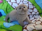 Misha - Scottish Fold Cat For Sale - Nicholasville, KY, US