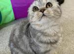 Stella - Scottish Fold Cat For Sale - Nicholasville, KY, US