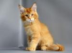 Ekler - Maine Coon Cat For Sale - New York, NY, US