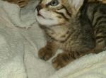 F4 savannah males - Savannah Cat For Sale - 