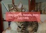 F6 KITTENS AVAILABLE - Savannah Cat For Sale - 