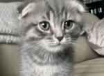 Beep 2 - Scottish Fold Cat For Sale - Denver, CO, US