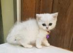 CH  LI - British Shorthair Cat For Adoption - Houston, TX, US