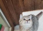 PABLO - British Shorthair Cat For Adoption - Houston, TX, US