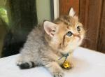 PE  CHUNG - British Shorthair Cat For Adoption - Houston, TX, US