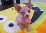 Sphynx kittens - Sphynx Kitten For Sale - Mundelein, IL, US