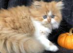 Justice Napoleon Ginger Boy - Munchkin Cat For Sale - IN, US