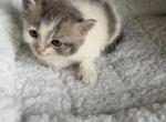 LITTLE BOY BLUE - Munchkin Cat For Sale - Brookings, OR, US