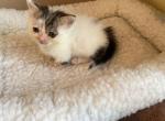 LITTLE ZACKARY - Munchkin Cat For Sale - Brookings, OR, US